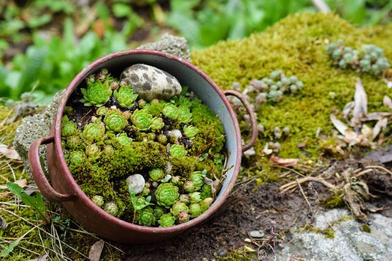 12 fantastičnih i jednostavnih ideja za uzgoj sukulenata [FOTO]