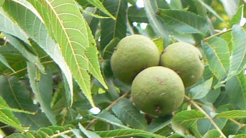 CRNI ORAH (JUGLANS NIGRA): Efikasan kod čišćenja organizma od parazita