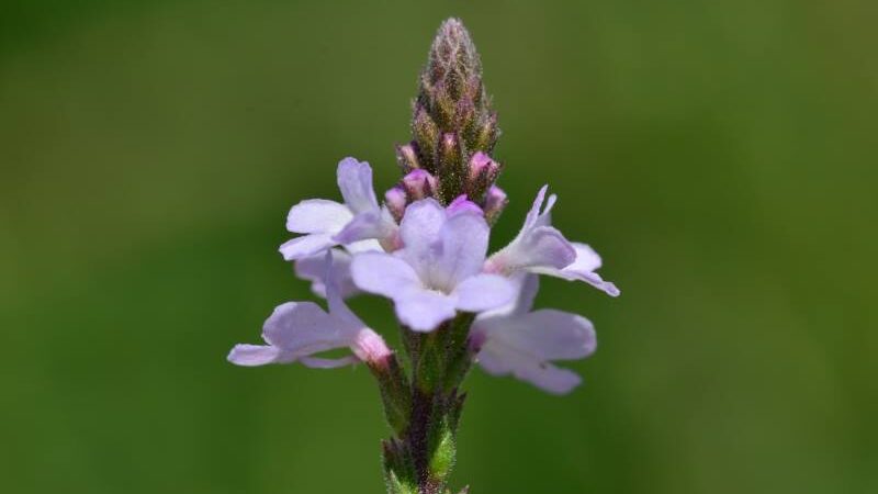 VERBENA (Verbena officinalis): Biljka egzotičnog mirisa i izuzetno ljekovita