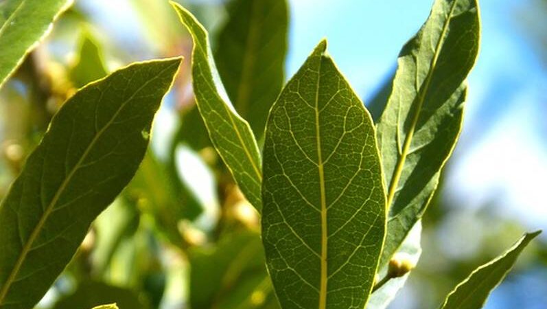 RECEPTI S LOVOROVIM LISTOM: Čaj i sirup koji pomažu protiv kašlja i grlobolje